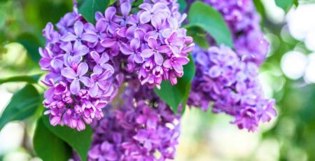 Fleurs de lilas violettes