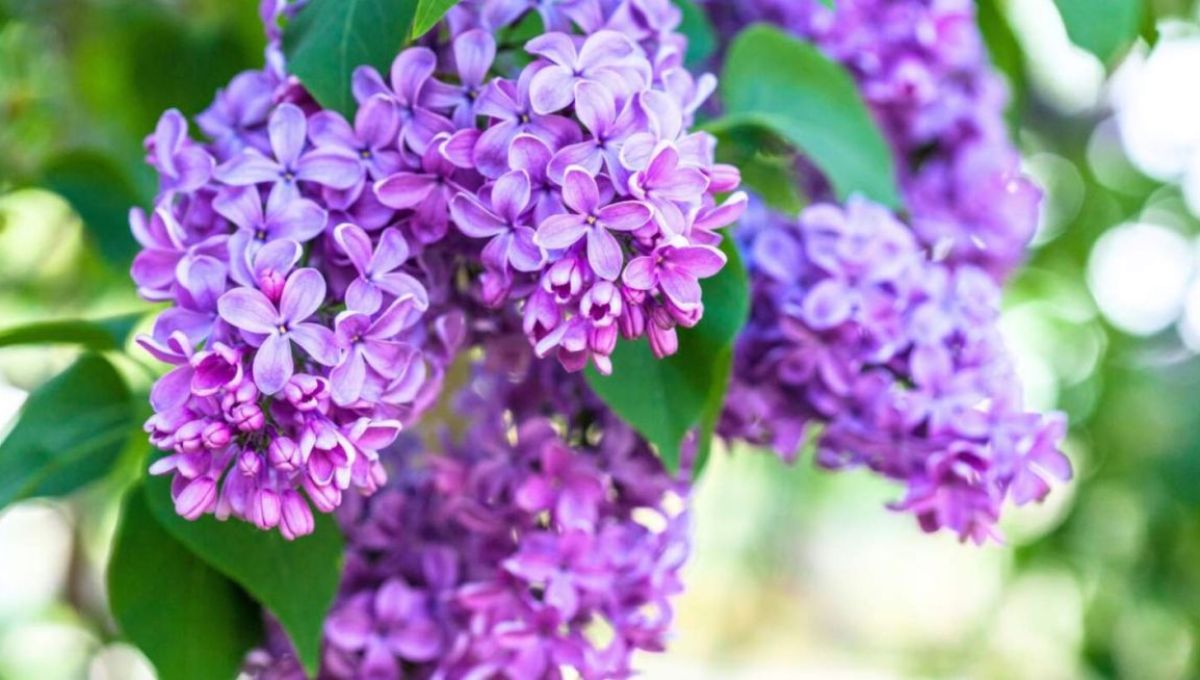 Fleurs de lilas violettes