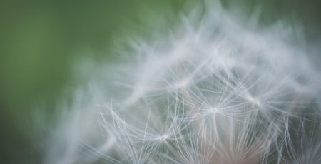Du pollen