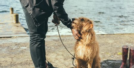 Un chien mouillé