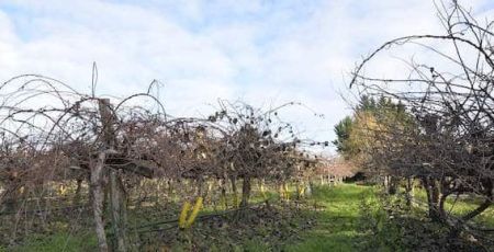 plantation de kiwis