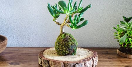 Kokedama of a succulent plant called Crassula Ovata Gollum or Hobbit on a wooden table