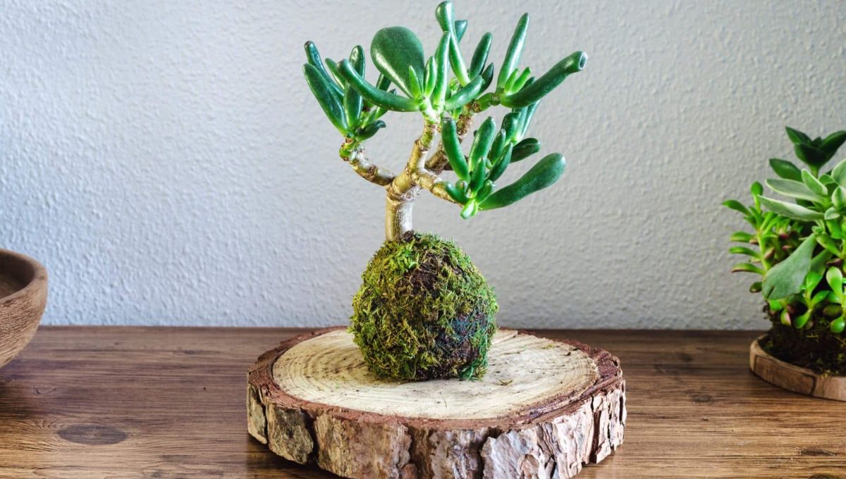 Kokedama of a succulent plant called Crassula Ovata Gollum or Hobbit on a wooden table