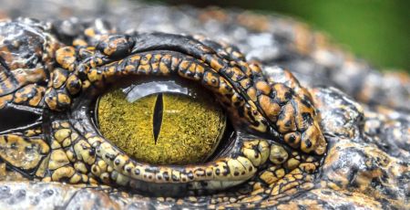 La science sait désormais pourquoi nous avons peur d’animaux inoffensifs !