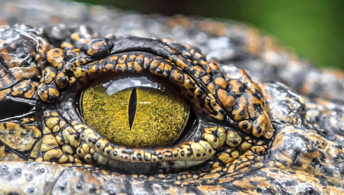 La science sait désormais pourquoi nous avons peur d’animaux inoffensifs !