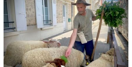 Le berger des Mureaux : de la médiation aux pas des brebis