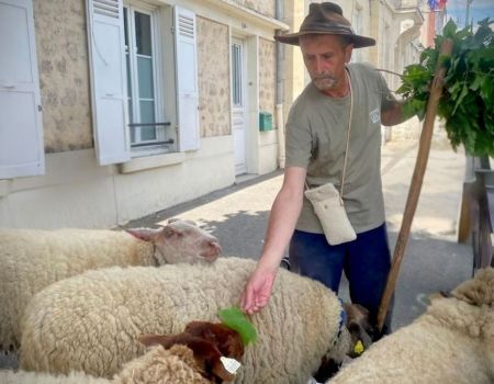 Le berger des Mureaux : de la médiation aux pas des brebis