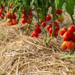 Paillage sur plants de tomates