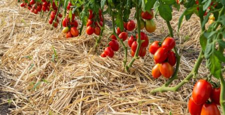 Paillage sur plants de tomates