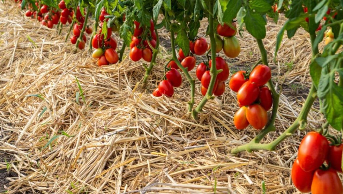 Paillage sur plants de tomates
