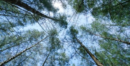 Arbres vus d'en bas - crédit photo : Nattaphon W. via Adobe Stock