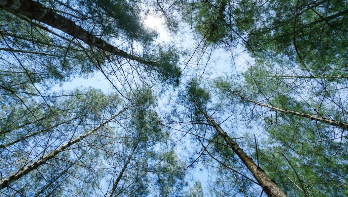 Arbres vus d'en bas - crédit photo : Nattaphon W. via Adobe Stock