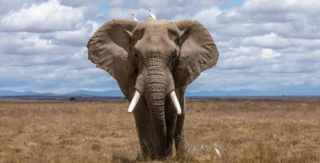 éléphants d'Afrique - crédit photo : Nam Anh sur Unsplash