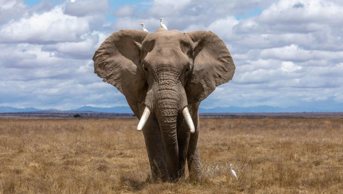éléphants d'Afrique - crédit photo : Nam Anh sur Unsplash