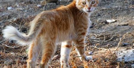 _light-1030_11149-chat-sauvage-les-especes-de-chats-sauvages-dans-le-monde.jpg