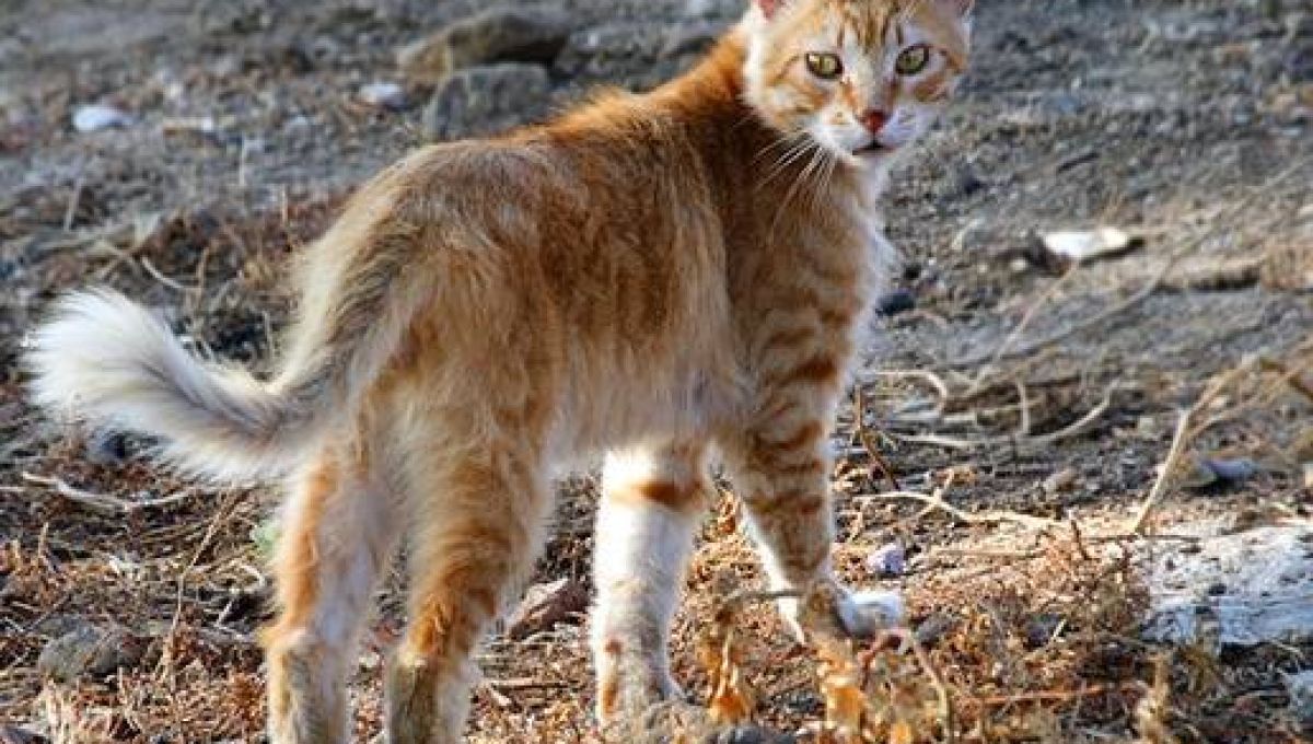 _light-1030_11149-chat-sauvage-les-especes-de-chats-sauvages-dans-le-monde.jpg