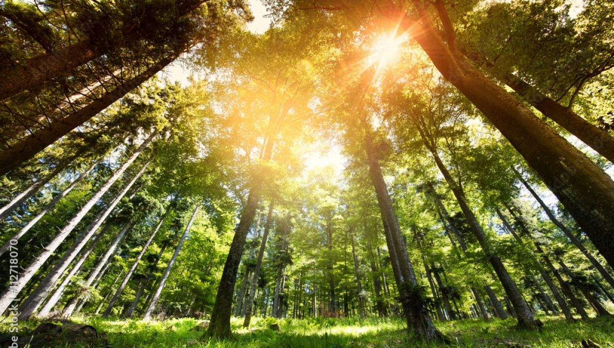 Magnifique forêt concept ressources naturelles