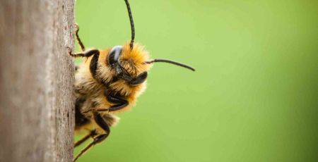 Mathieu Lihoreau : « Les abeilles sont des guêpes végans »