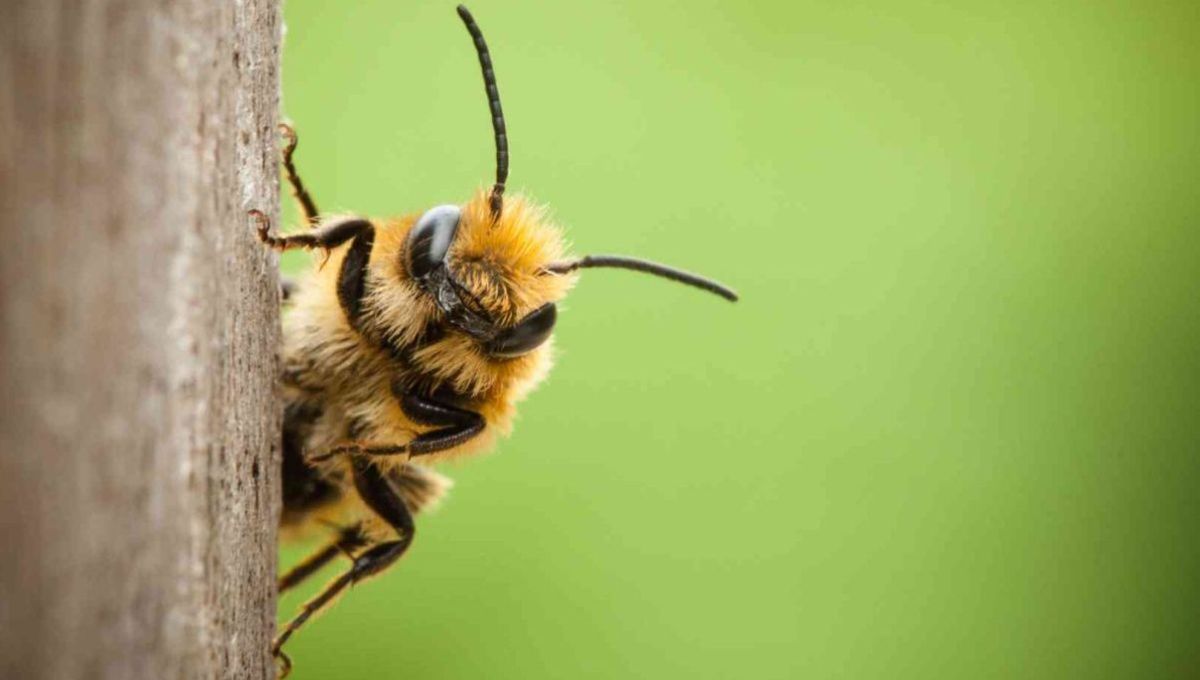 Mathieu Lihoreau : « Les abeilles sont des guêpes végans »