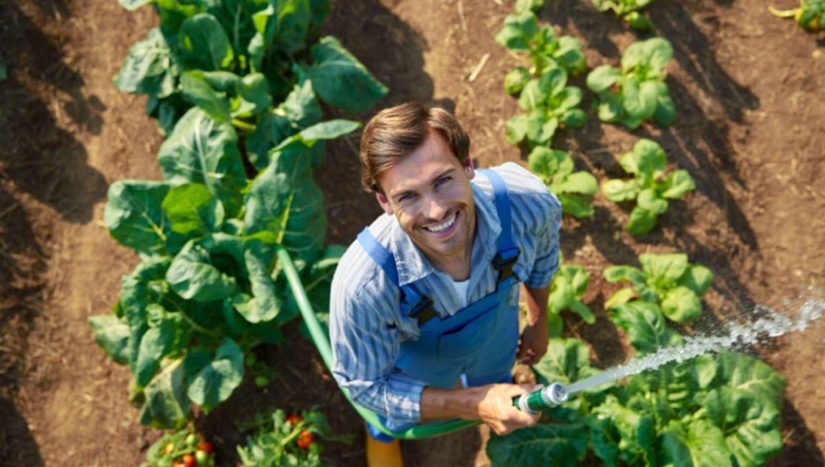 Homme qui arrose son potager