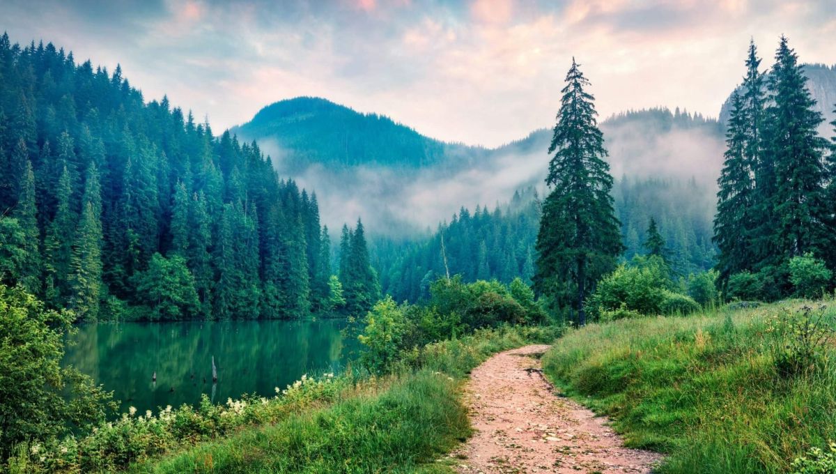 Misty morning scene of Lacu Rosu lake. Foggy summer sunrise in Harghita County, Romania, Europe. Beauty of nature concept background.