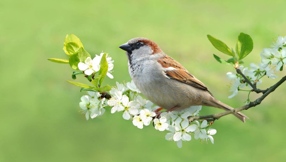 moineau.jpeg