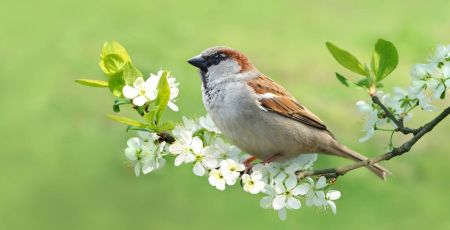 moineau.jpeg