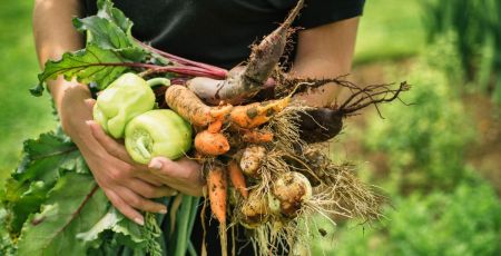 Mon potager perpétuel : le livre de Terence Groos (aka @le_domaine_des_simples)
