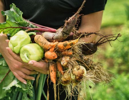 Mon potager perpétuel : le livre de Terence Groos (aka @le_domaine_des_simples)