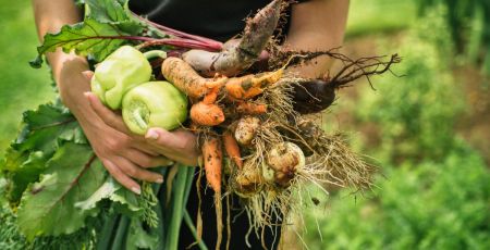 Mon potager perpétuel : le livre de Terence Groos (aka @le_domaine_des_simples)