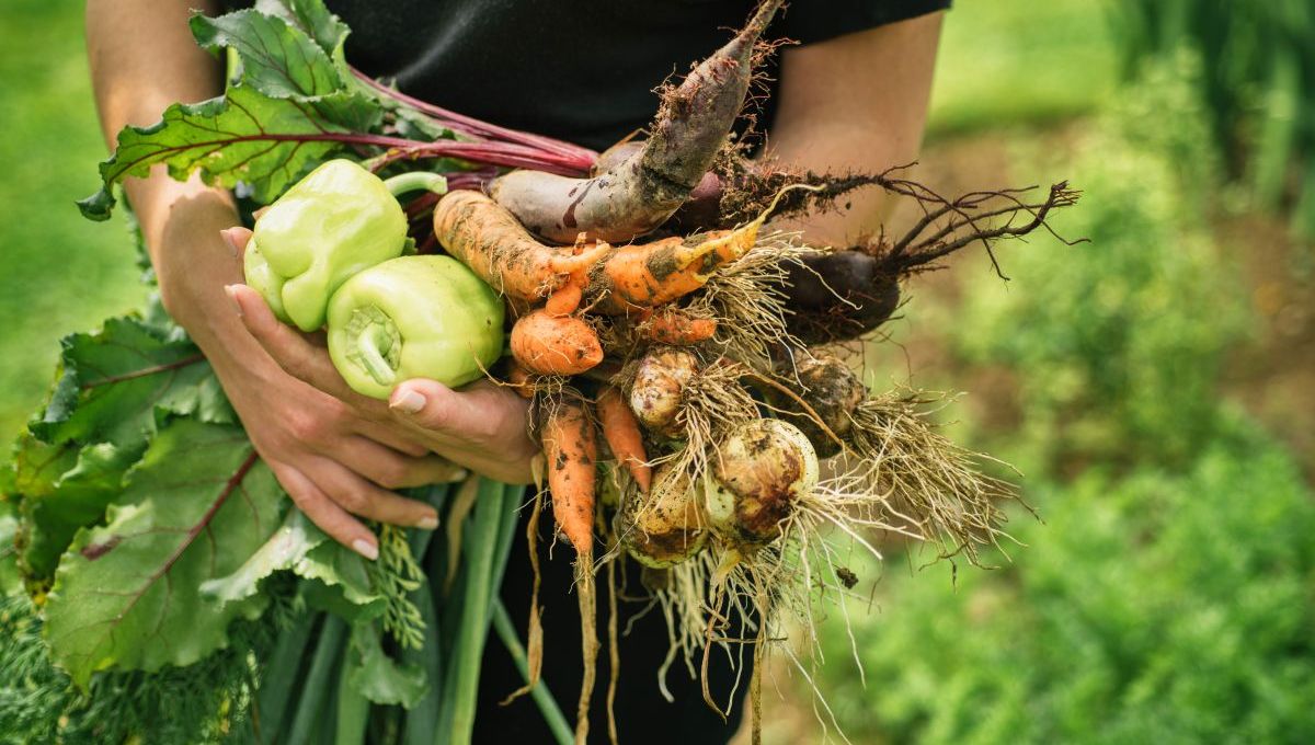 Mon potager perpétuel : le livre de Terence Groos (aka @le_domaine_des_simples)