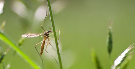 Une jardinière connectée qui éloigne les moustiques tigres ?