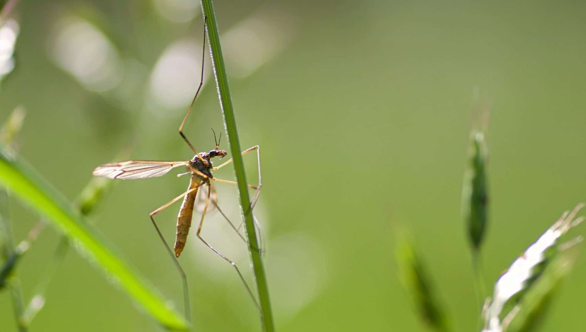 Une jardinière connectée qui éloigne les moustiques tigres ?