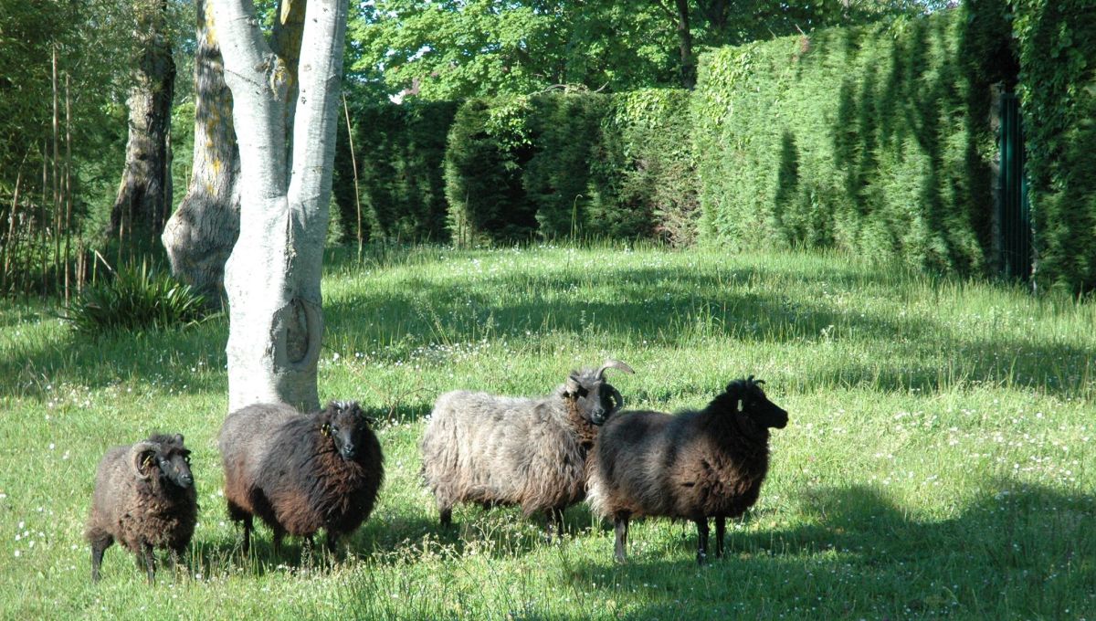 Illustration de moutons au collège