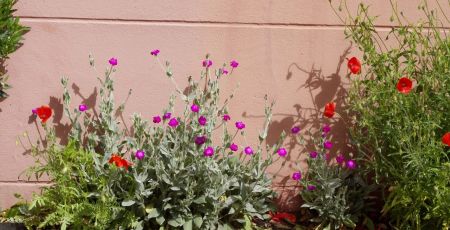 Nature en ville