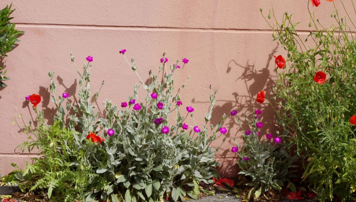 Nature en ville