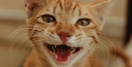 Un chat roux qui miaule