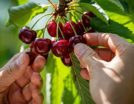 Où cueillir des fruits gratuitement en juin ? Découvrez comment faire et les endroits sans enfreindre la loi