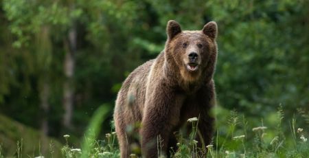 Ours bruns, relogement des victimes de violence, enquête sur TikTok… Les cinq infos positives du jour