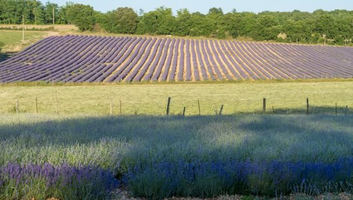 lavande du Quercy Ferme des Alix