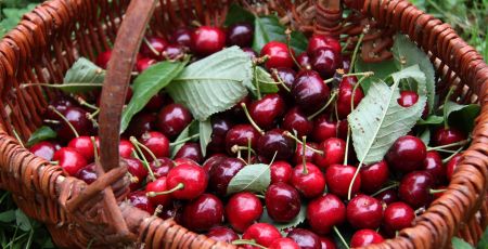 Un panier de cerises