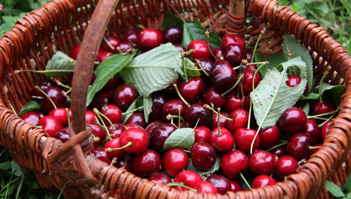 Un panier de cerises