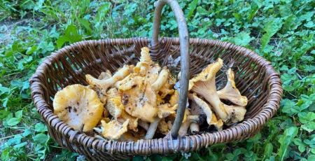 Panier de girolles