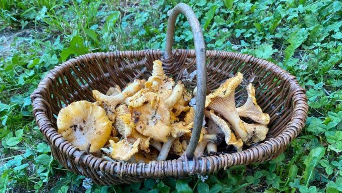 Panier de girolles