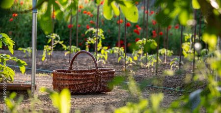 Panier en osier au milieu d'un jardin potager au printemps.