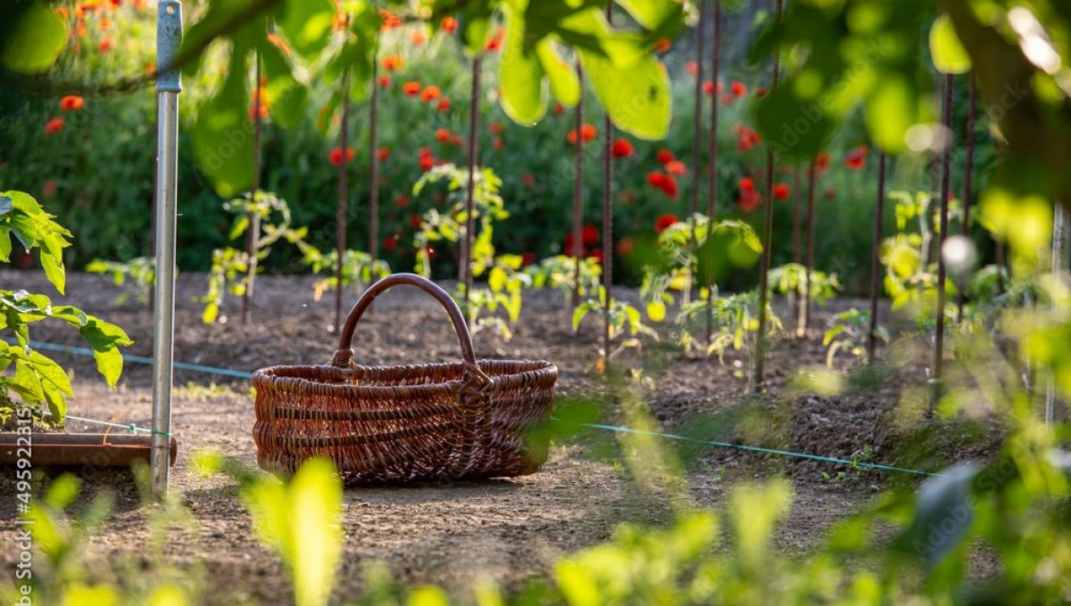 Panier en osier au milieu d'un jardin potager au printemps.