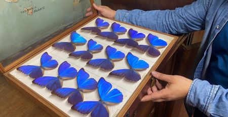 Papillons morpho
