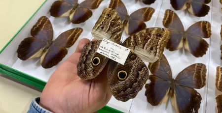 Papillons muséum histoires naturelles
