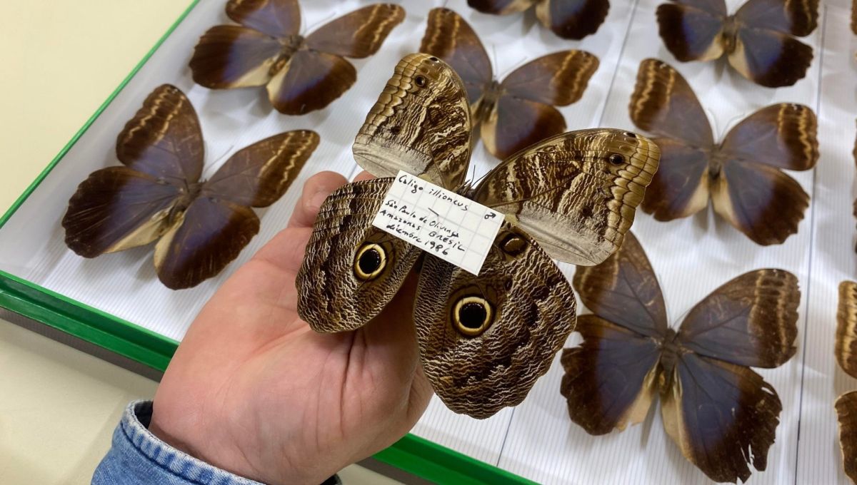 Papillons muséum histoires naturelles