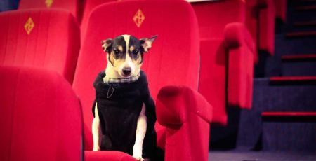 Paris : Partager une séance ciné avec son chien au Majestic Bastille